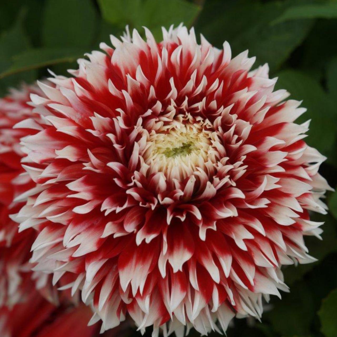 Dahlia 'Red and White Fubuki' plant