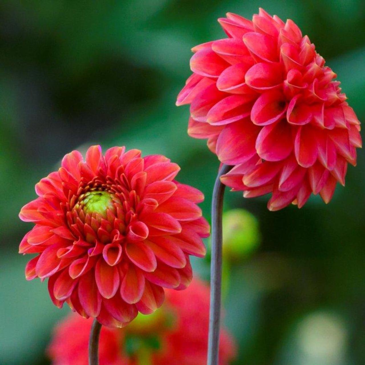 Dahlia 'Red Fox' plant