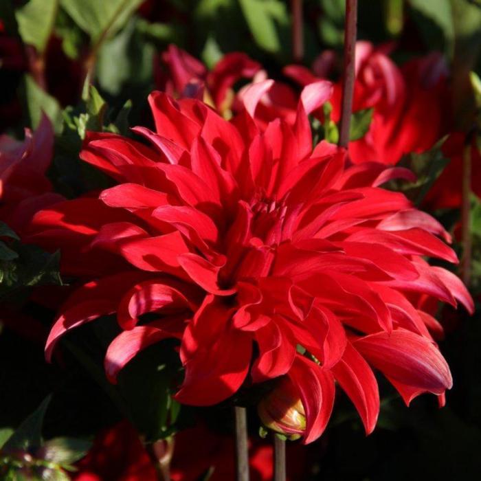 Dahlia 'Red Labyrinth' plant