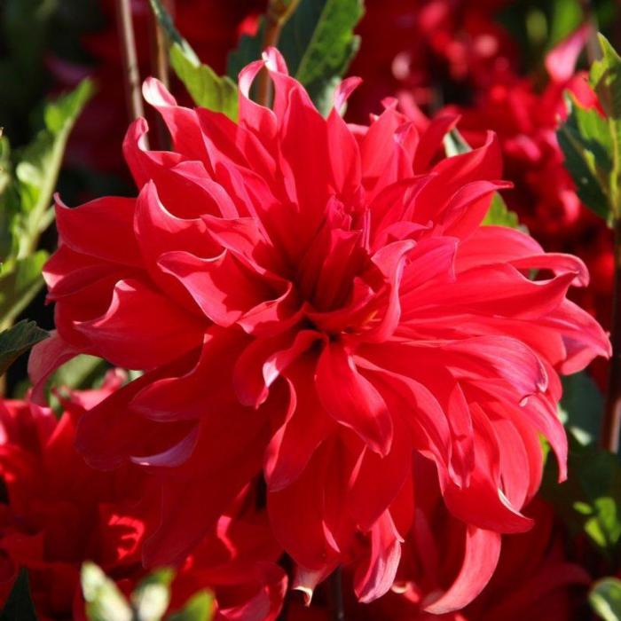 Dahlia 'Red Labyrinth' plant