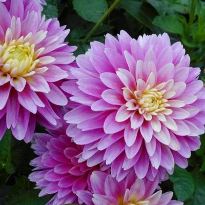 dahlia-rembrandt