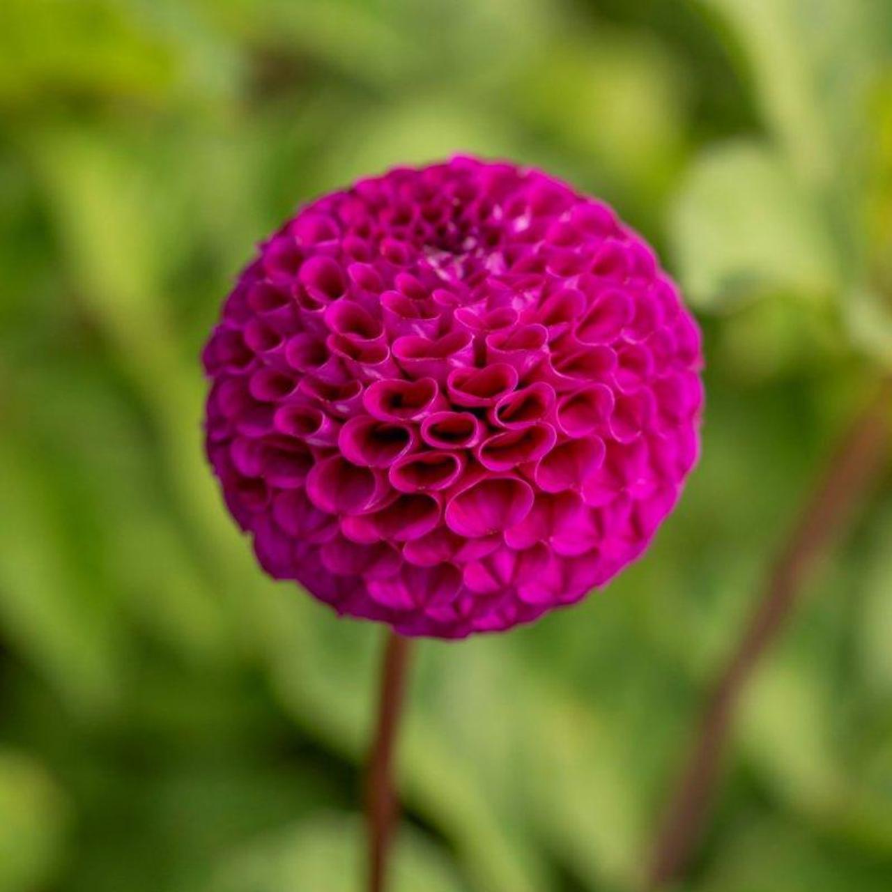 Dahlia 'Rocco' plant