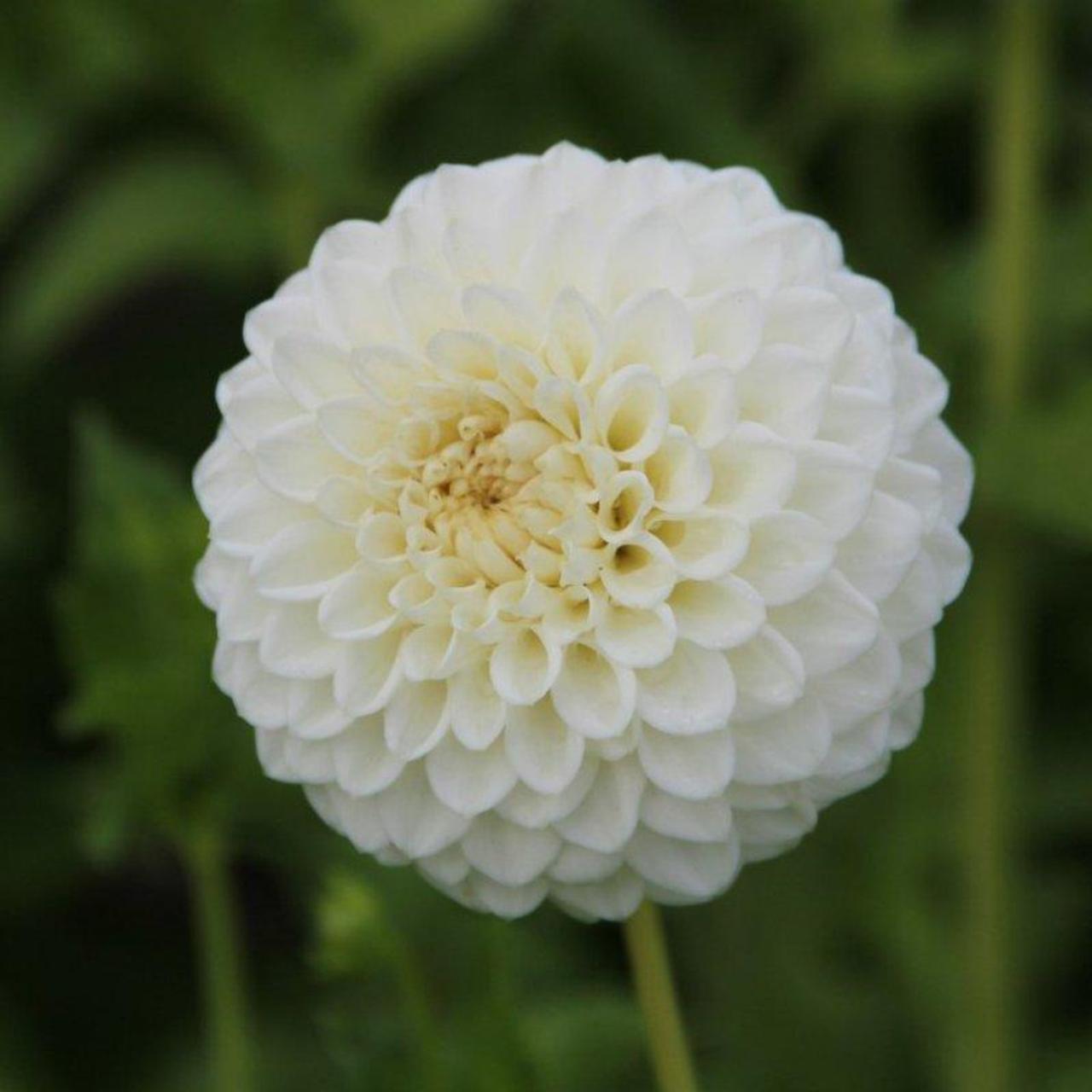 Dahlia 'Ryecroft Jan' plant