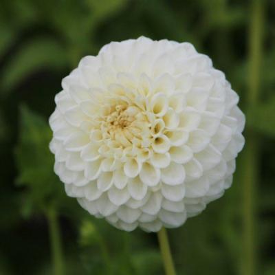 dahlia-ryecroft-jan