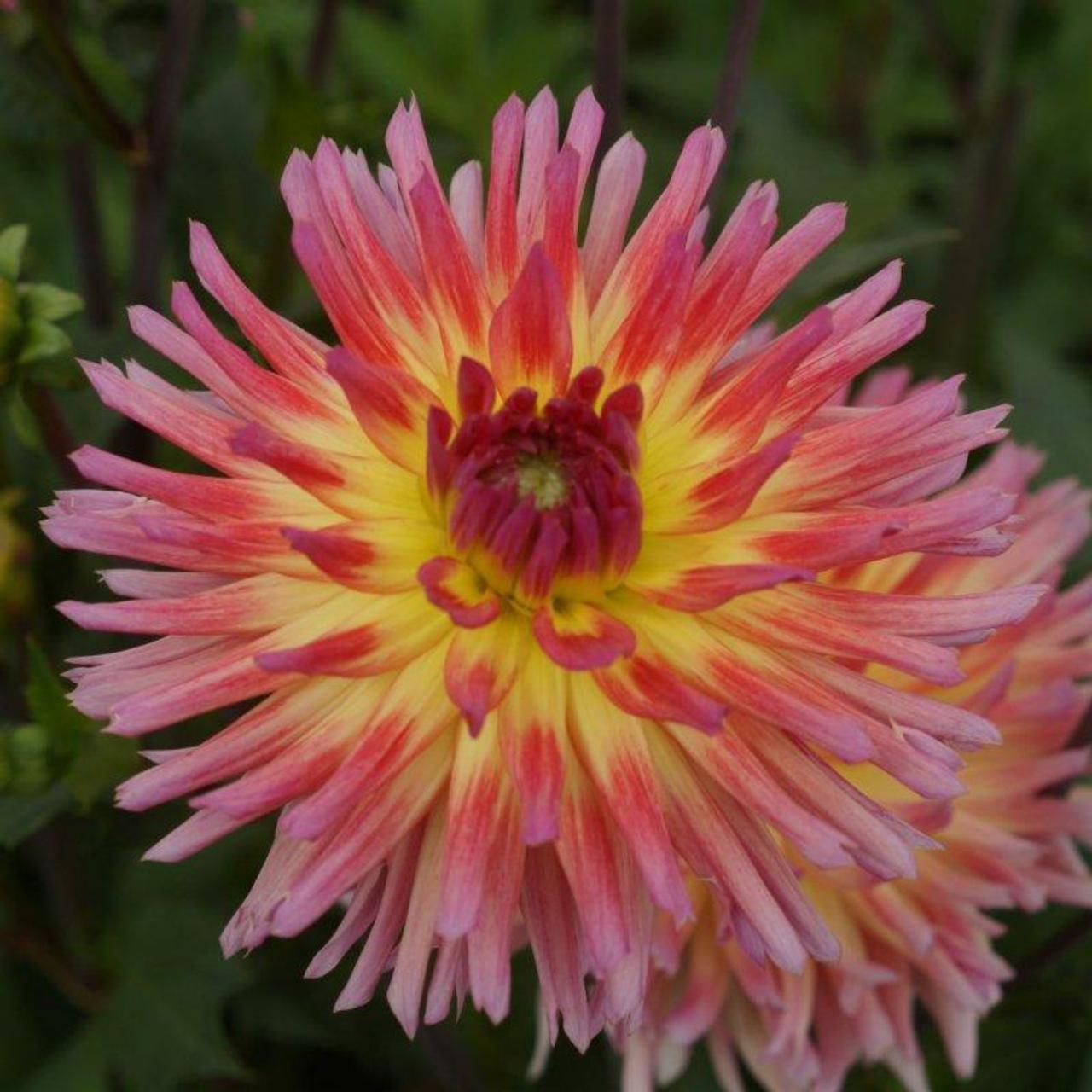 Dahlia 'Sangria' plant