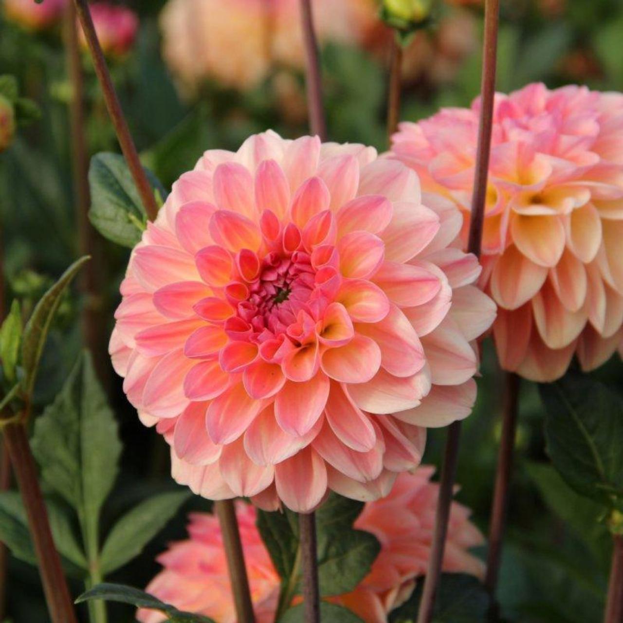 Dahlia 'Sebastian' plant