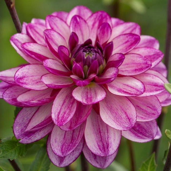 Dahlia 'Seduction' plant