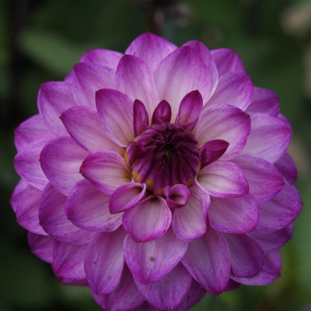 Dahlia 'Senior's Purple' plant