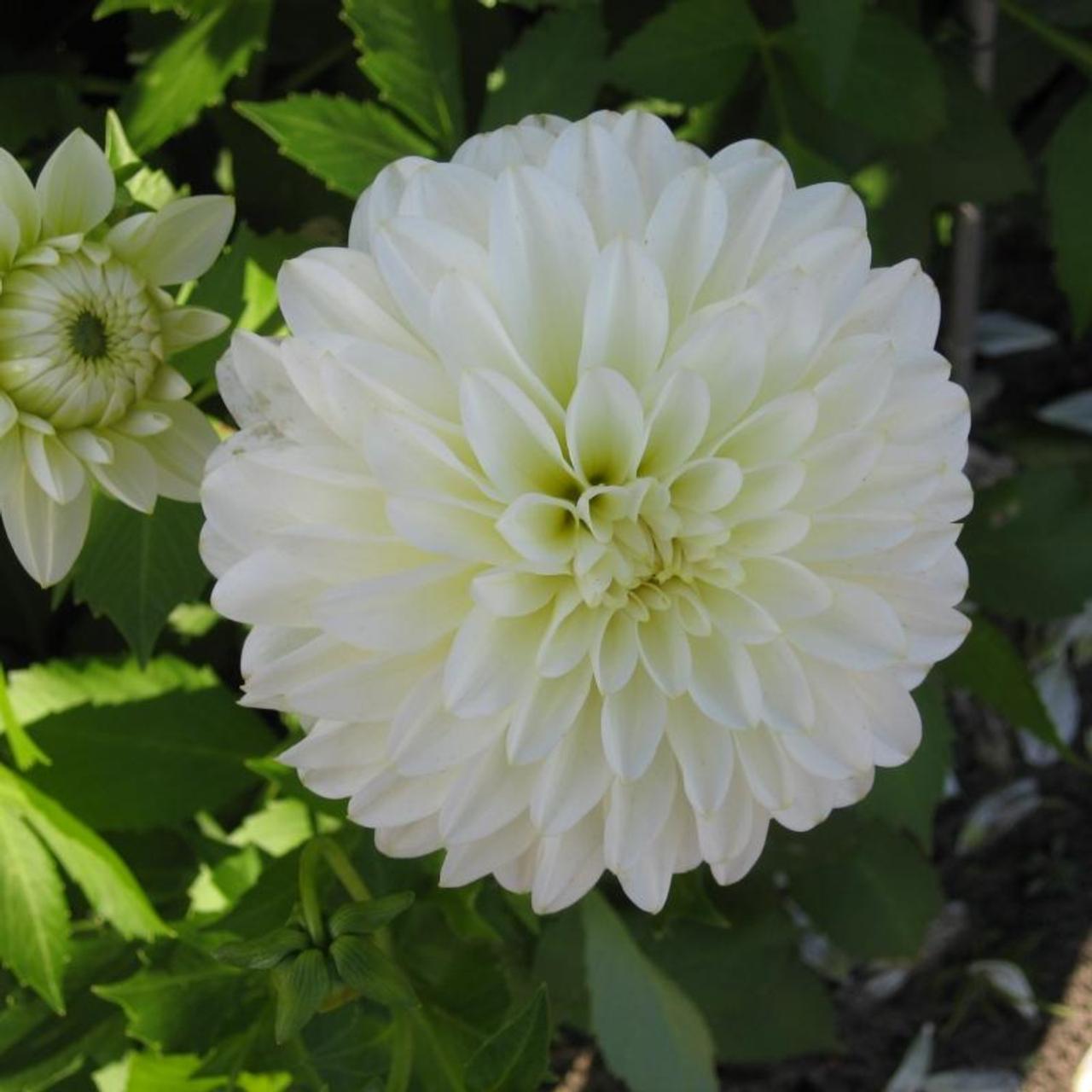 Dahlia 'Serena' plant