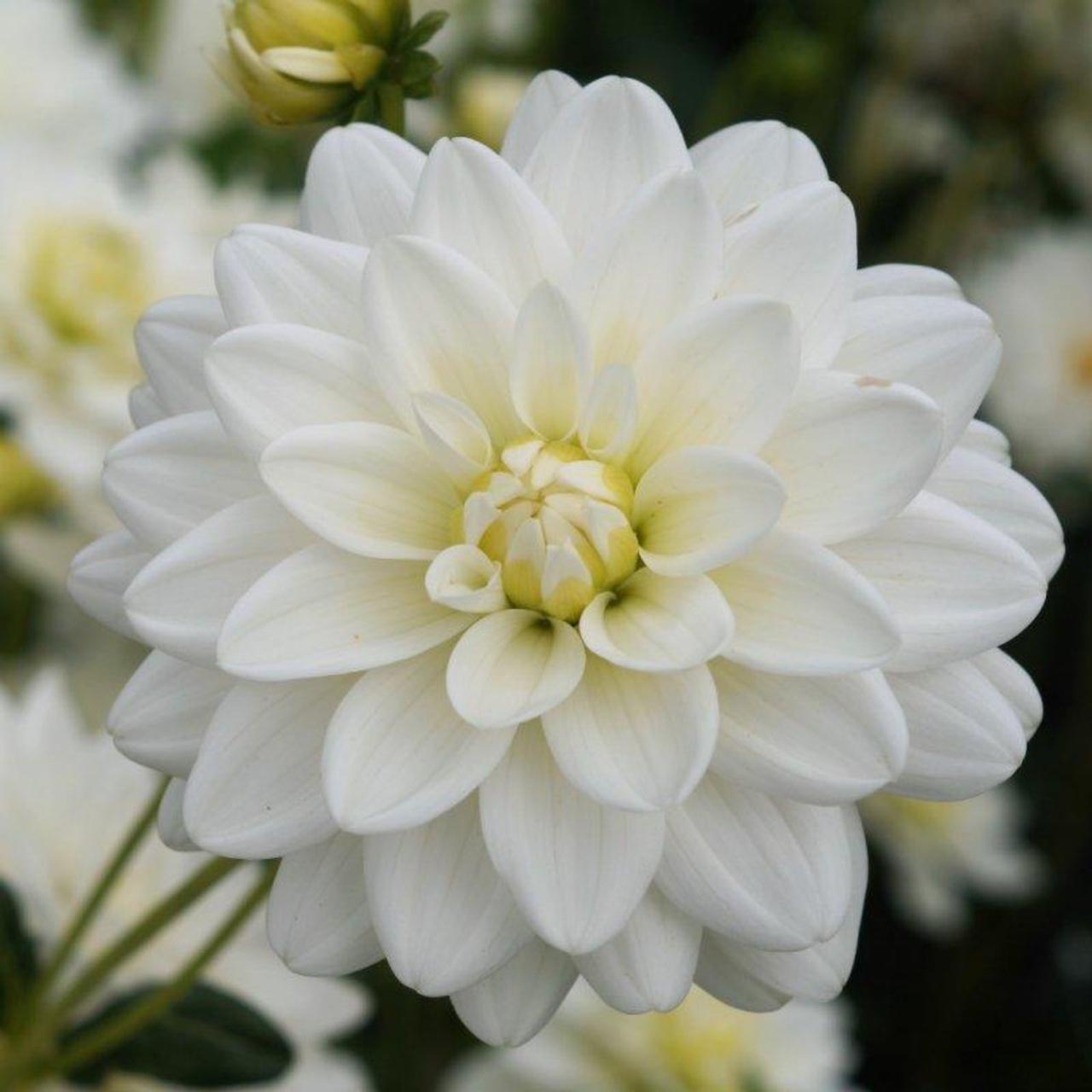 Dahlia 'Siberia' plant