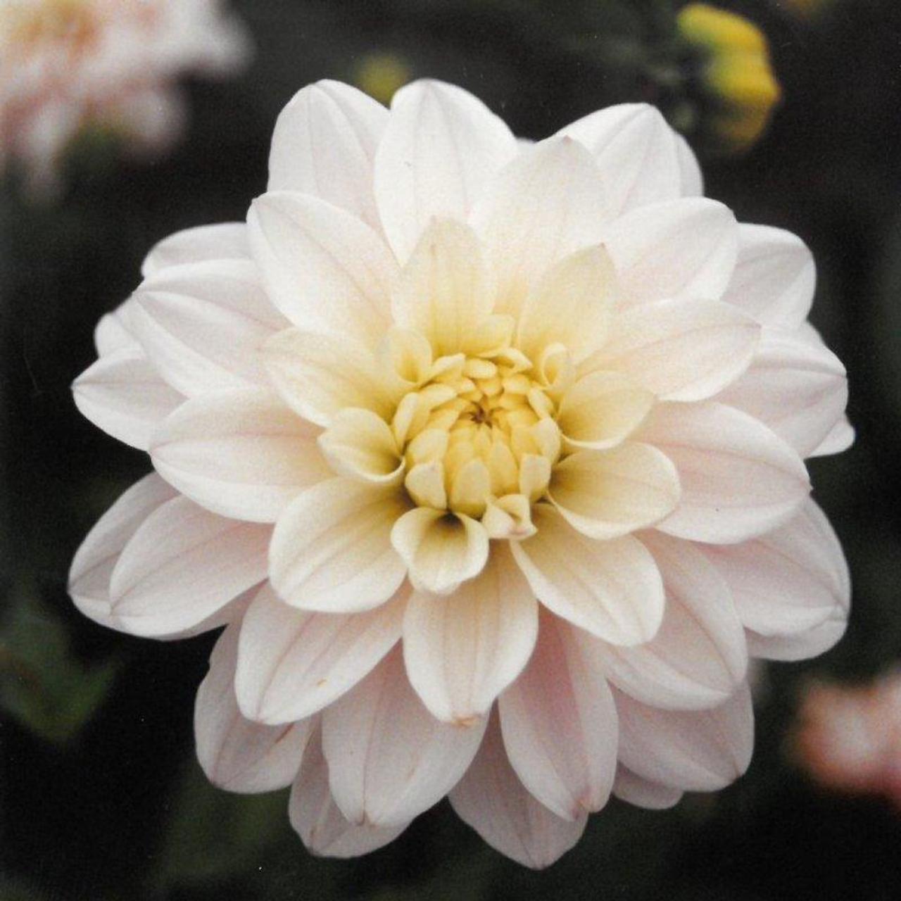 Dahlia 'Silver Years' plant