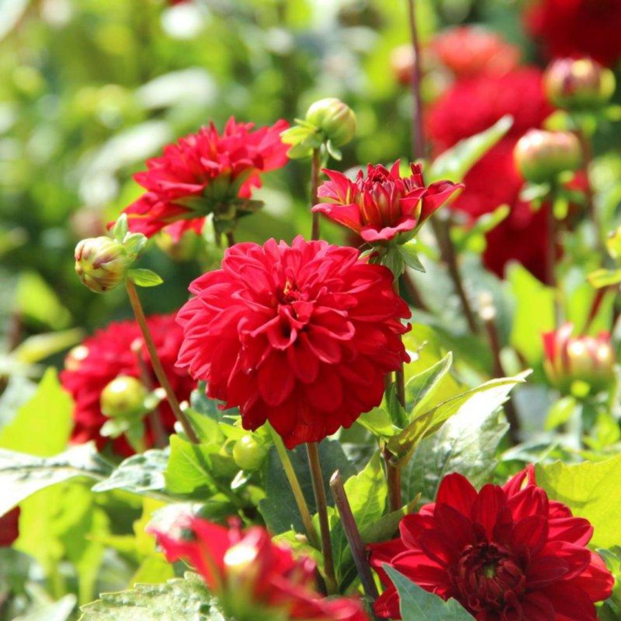 dahlia-singer Dahlia 'Singer' plant