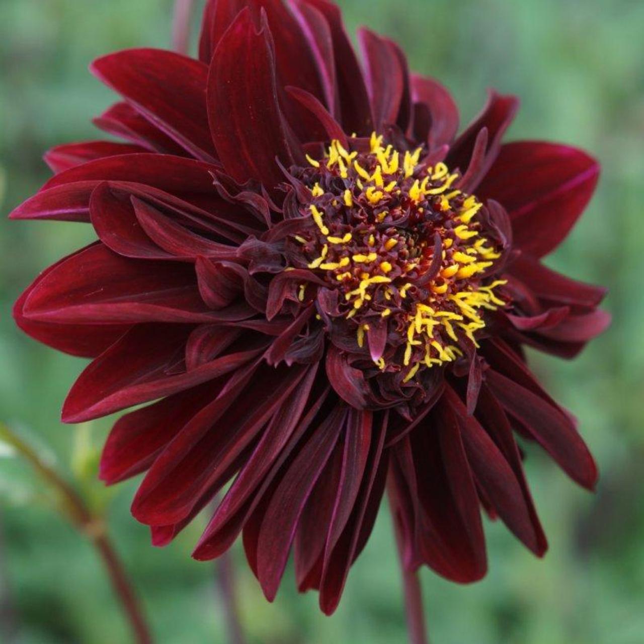 Dahlia 'Soulman' plant