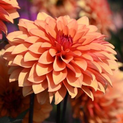dahlia-statue-of-orange