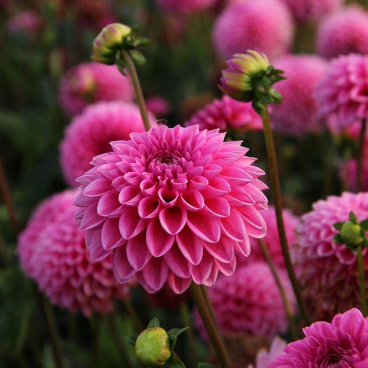 Dahlia 'Stolze von Berlin' plant