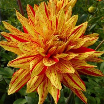 dahlia-striped-vulcan