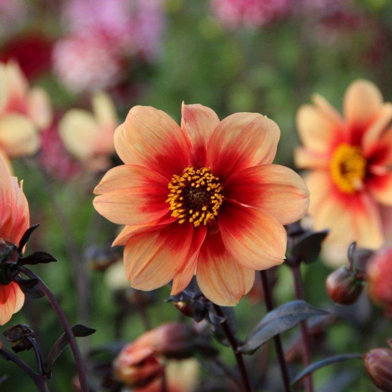 Dahlia 'Sunshine (Moonfire)' plant