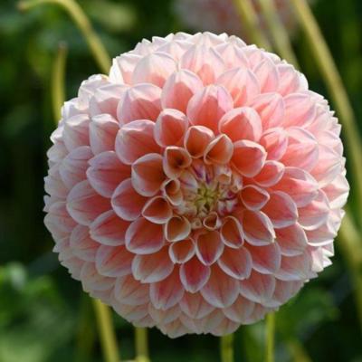 dahlia-sweet-suzanne