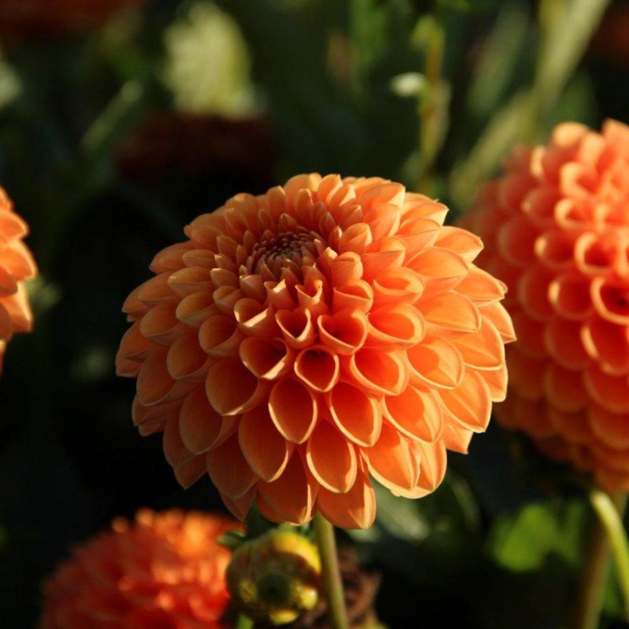 Dahlia 'Sylvia' plant