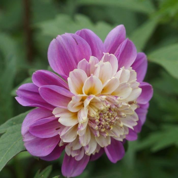 Dahlia 'Take Off' plant