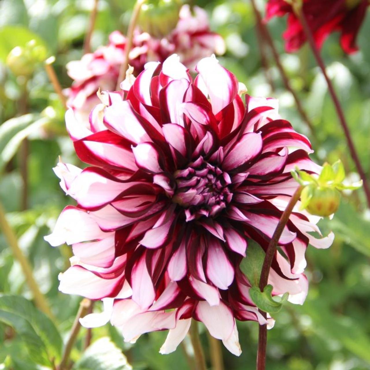 Dahlia 'Tartan' plant