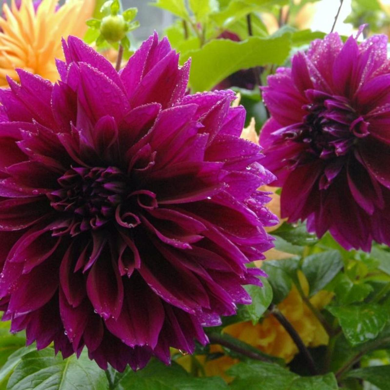 Dahlia 'Thomas A. Edison' plant