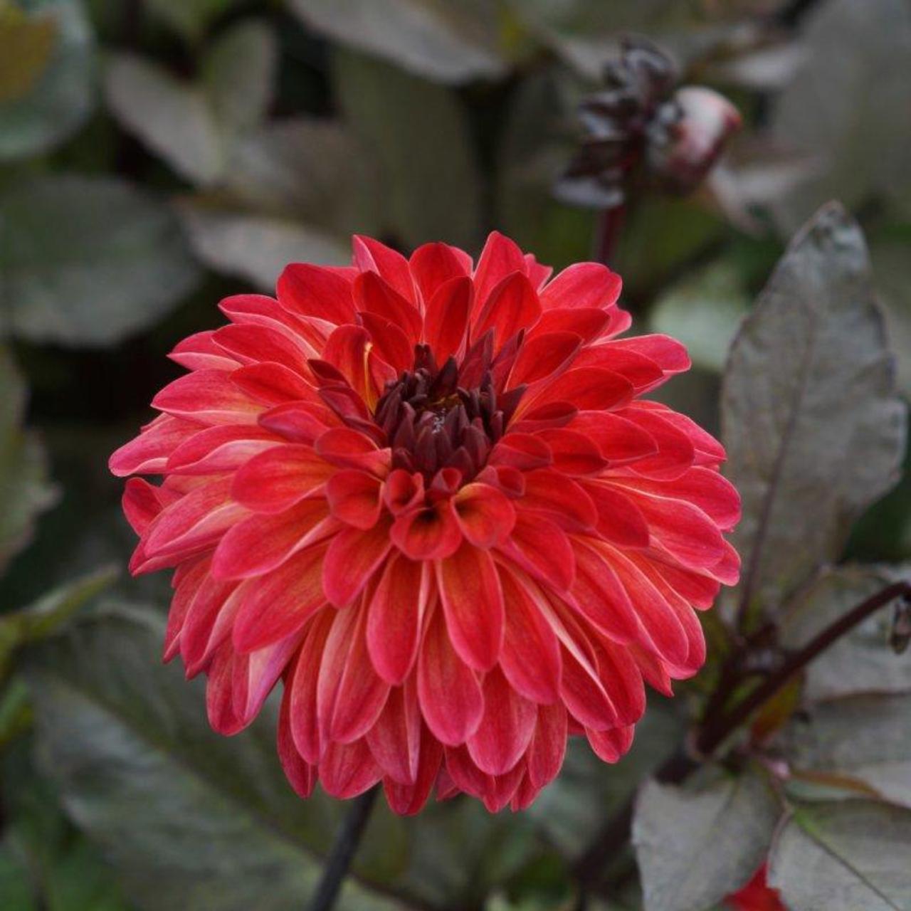 Dahlia 'Tirza' plant