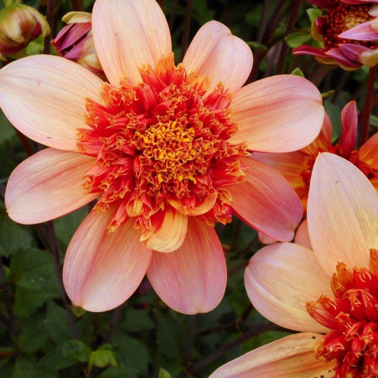 Dahlia 'Totally Tangerine' plant