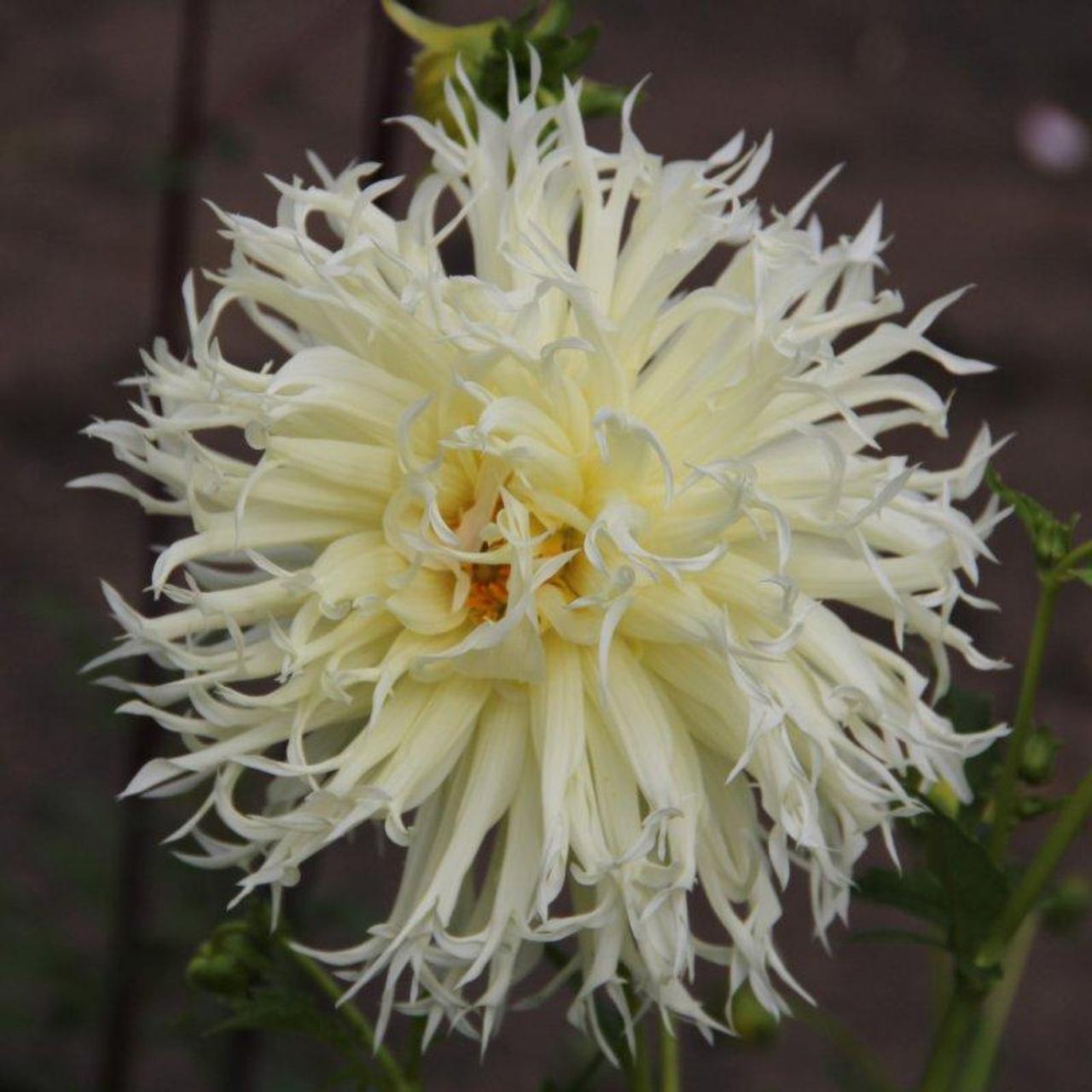 Dahlia 'Tsuki-Yori-No-Shisha' plant