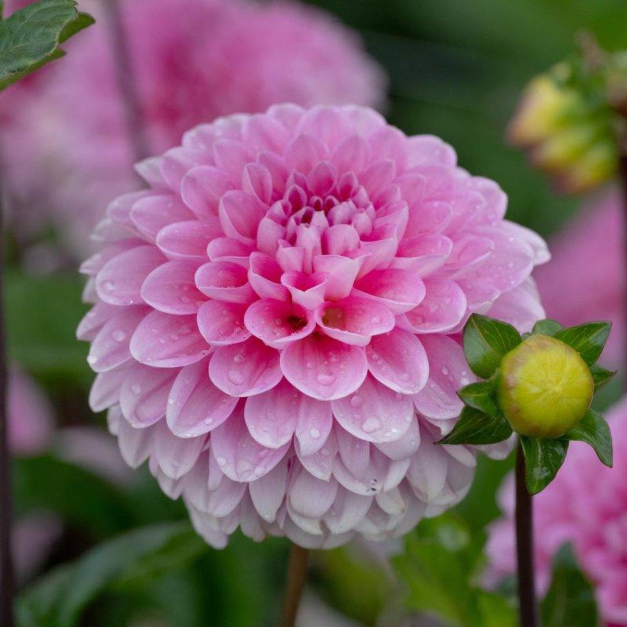 Dahlia 'Veerle' plant