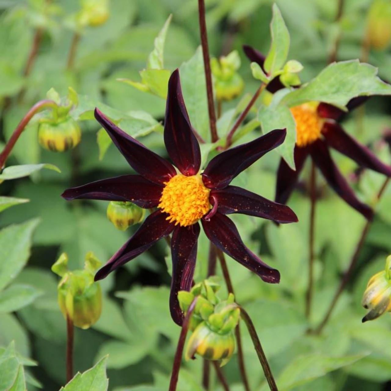 Dahlia 'Verrone's Obsidian' plant