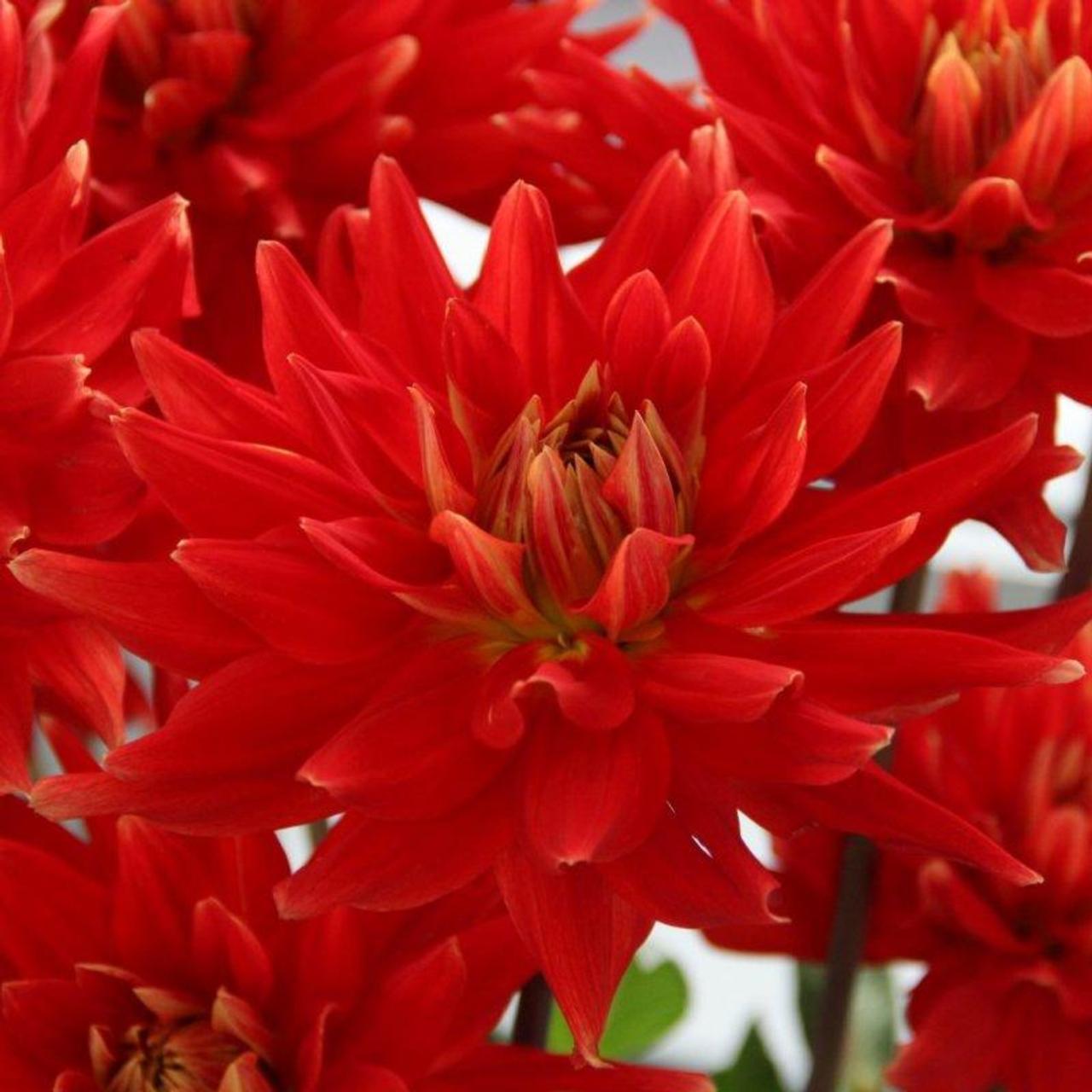 Dahlia 'Vulcan' plant