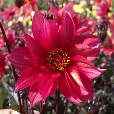 dahlia-waltzing-mathilda