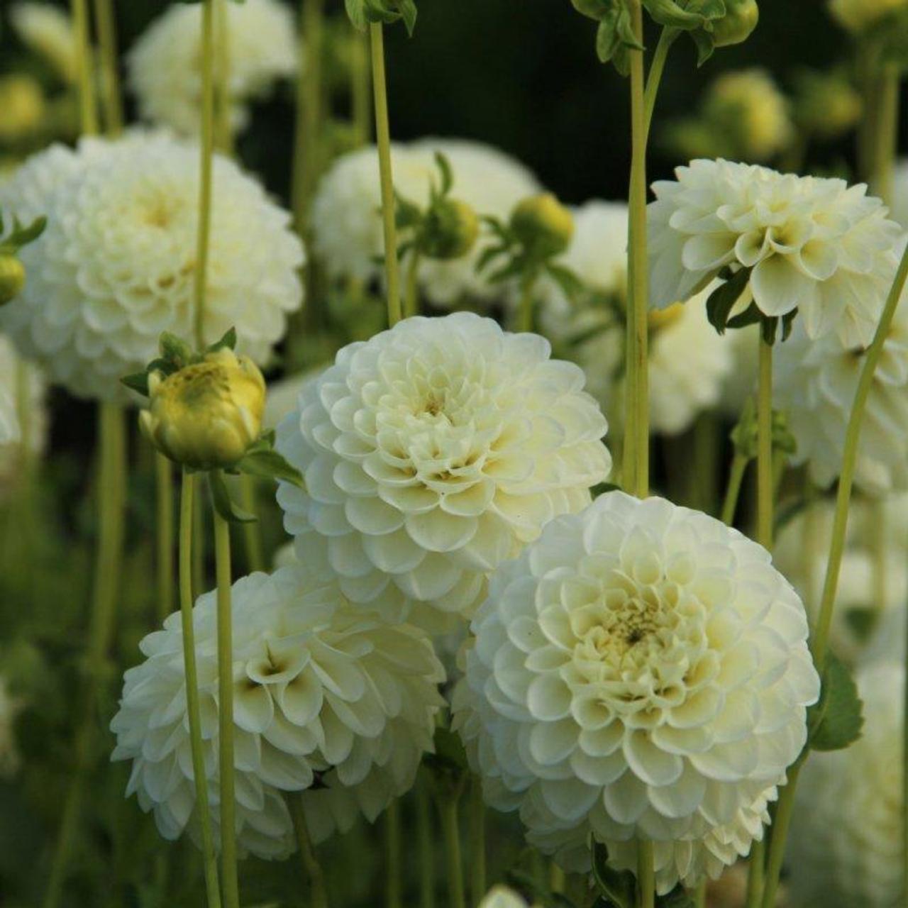 Dahlia 'White Aster' plant