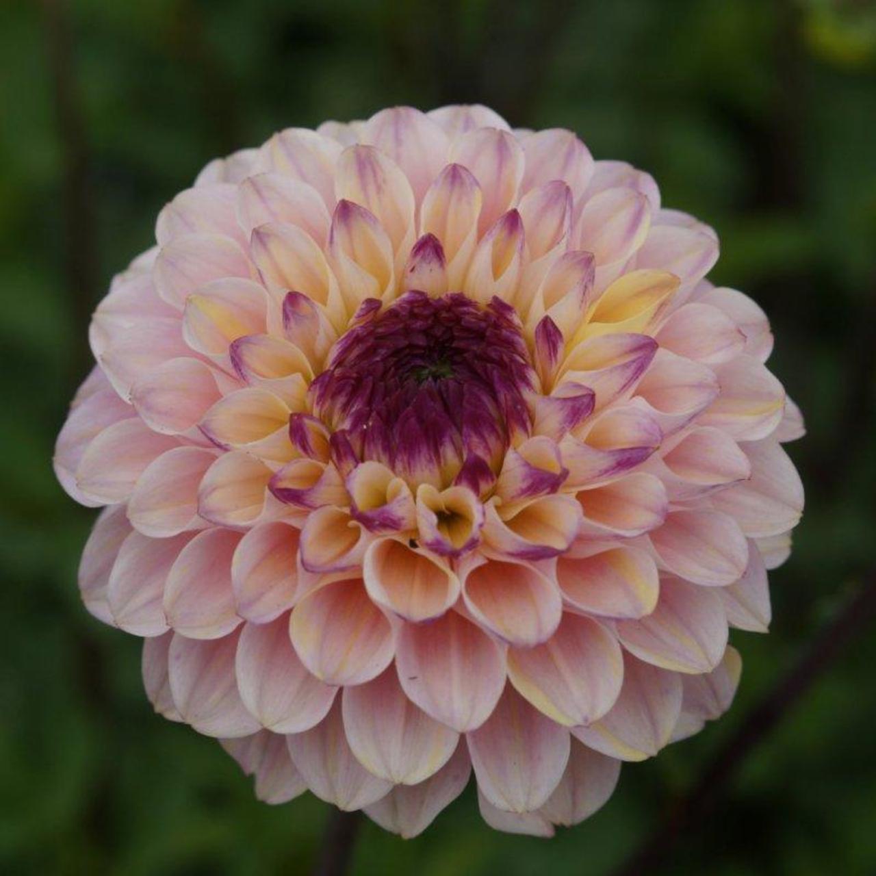 Dahlia 'Wine Eyed Jill' plant