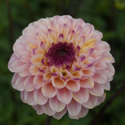 dahlia-wine-eyed-jill