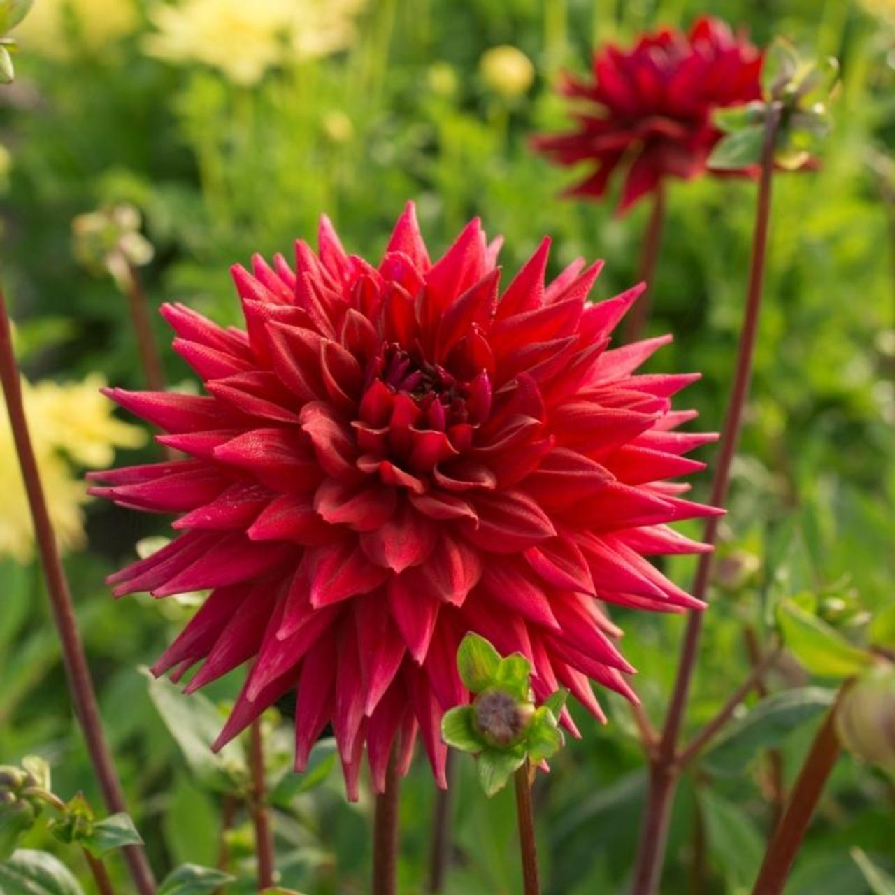 Dahlia 'Witteman's Best' plant