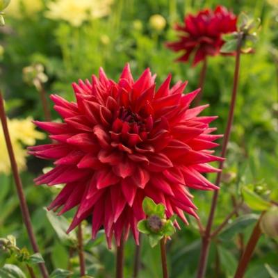 dahlia-wittemans-best