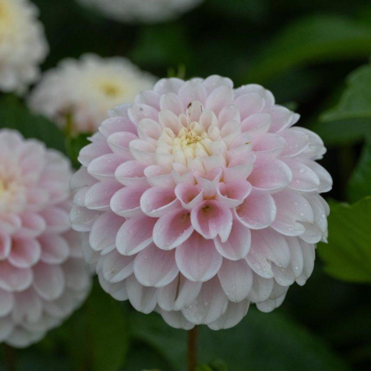 Dahlia 'Wizard of Lightening' plant