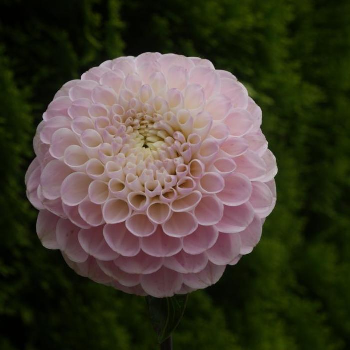 Dahlia 'Wizard of Oz' plant