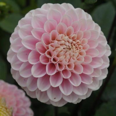 dahlia-wizard-of-oz