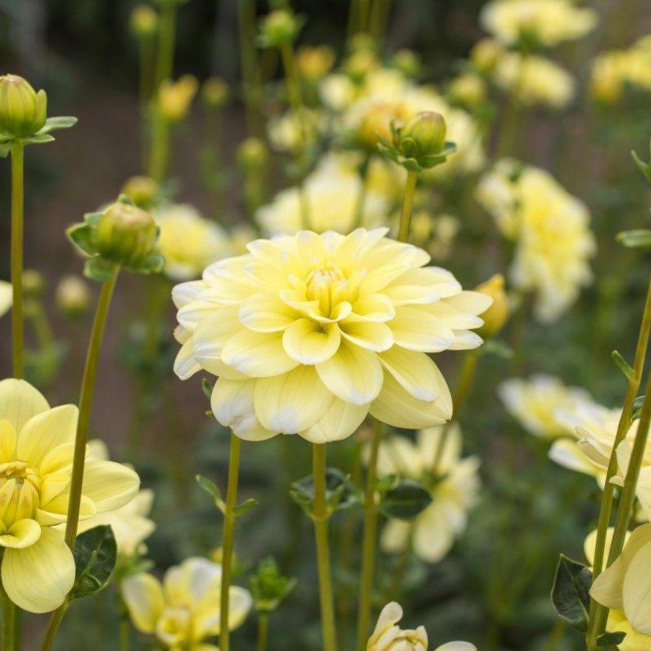 Dahlia 'Yellow Perception ' plant