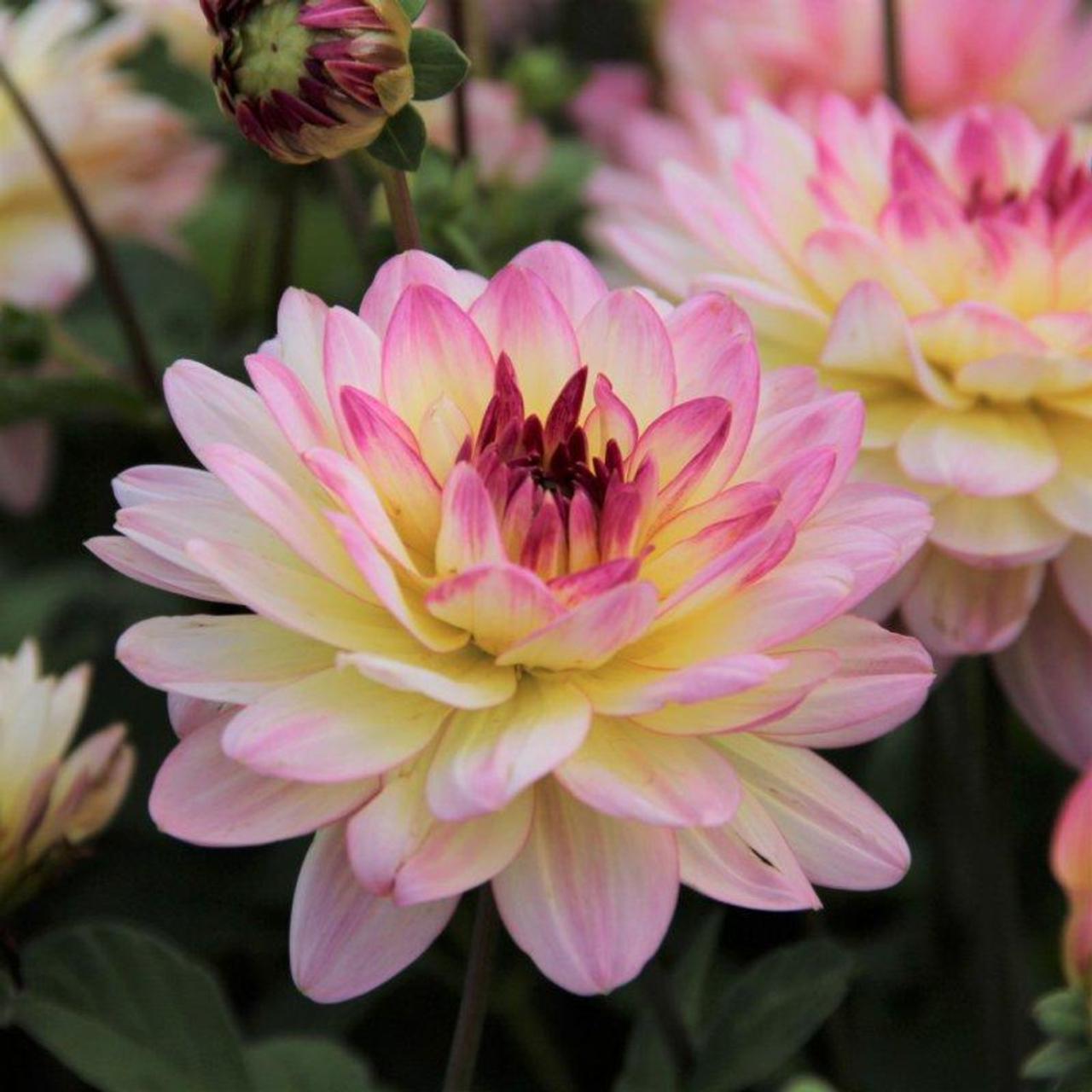 Dahlia 'Zingaro' plant