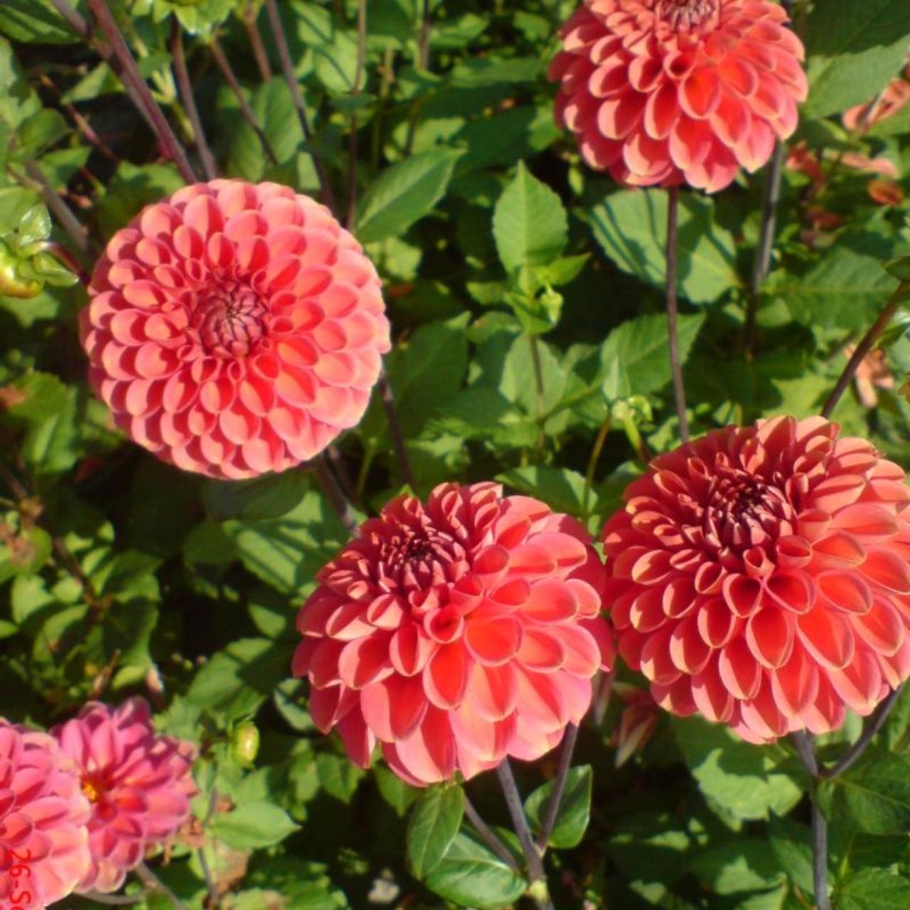 Dahlia 'Zundert Mystery Fox' plant