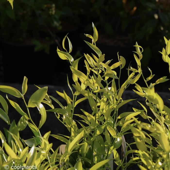 Danae racemosa plant