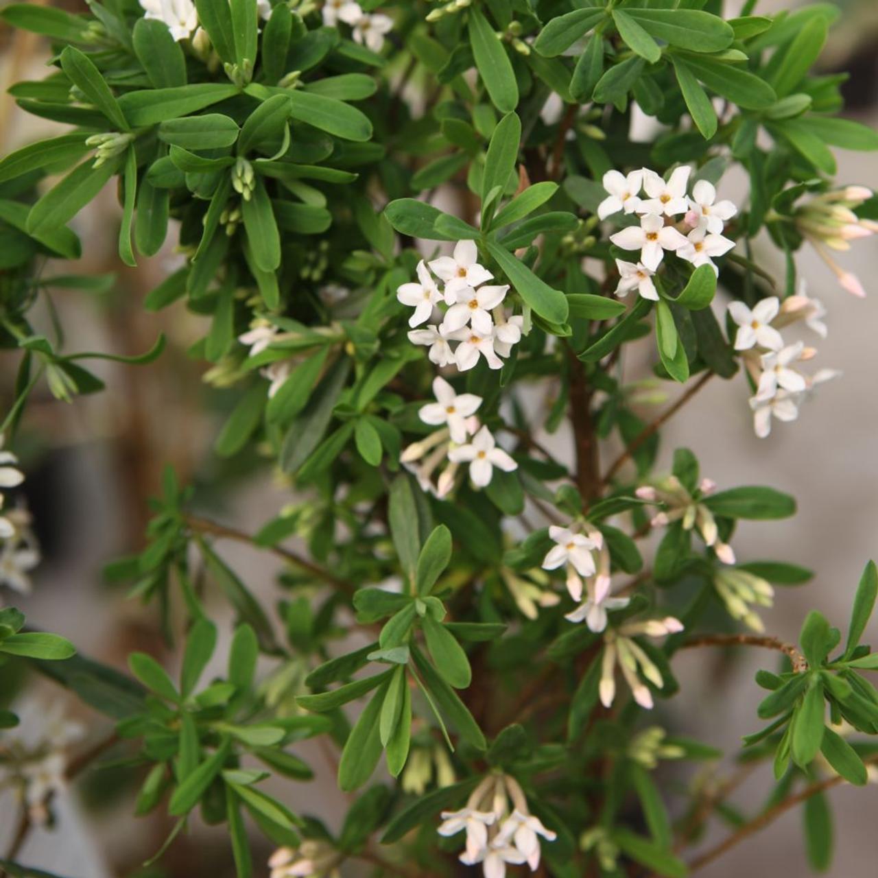 Daphne burkwoodii 'Somerset' plant