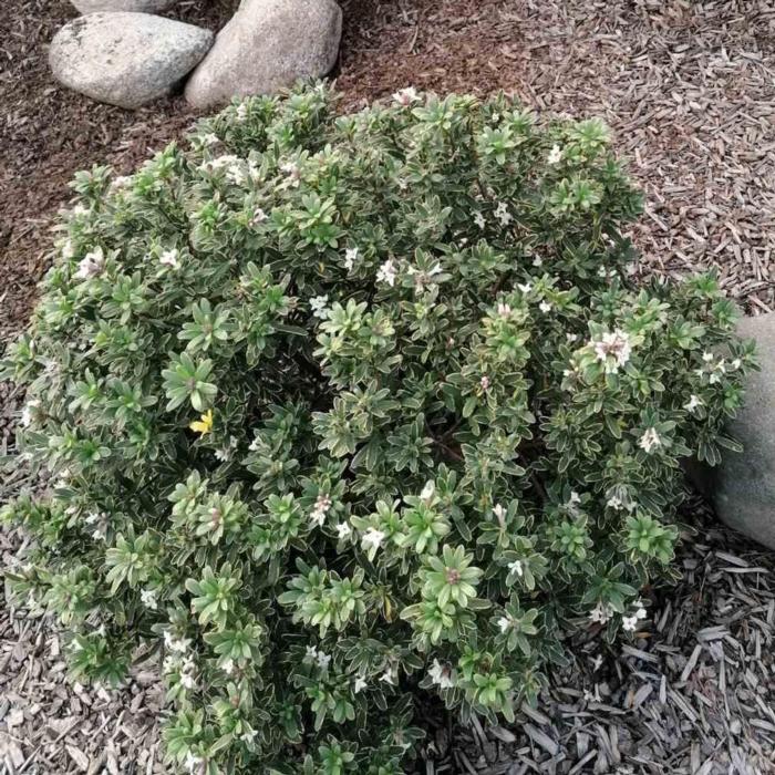 Daphne caucasica 'Summer Ice' plant