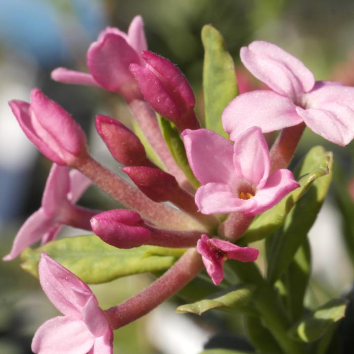 Daphne cneorum 'Puszta' plant