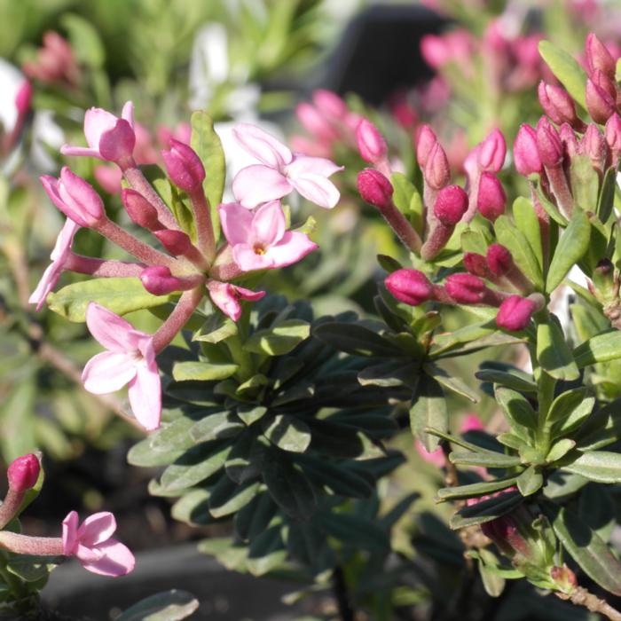 Daphne cneorum 'Puszta' plant
