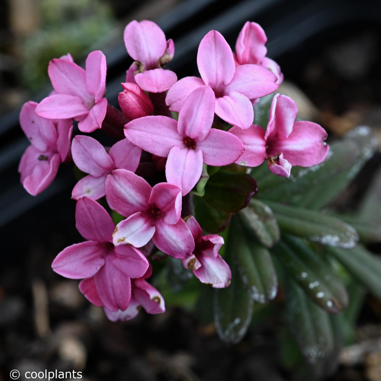 Daphne cneorum plant